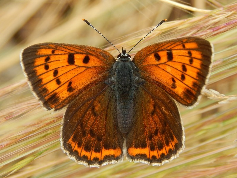 Lycaena alciphron M e F